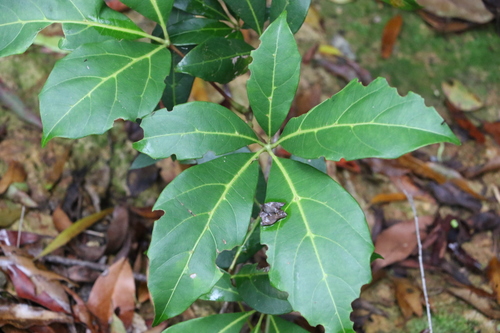Apocissus sterculiifolia (Apocissus sterculiifolia)
