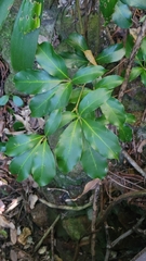 Apocissus sterculiifolia (Apocissus sterculiifolia)