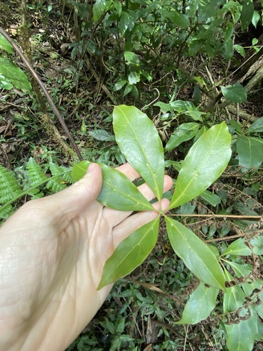 Apocissus sterculiifolia (Apocissus sterculiifolia)