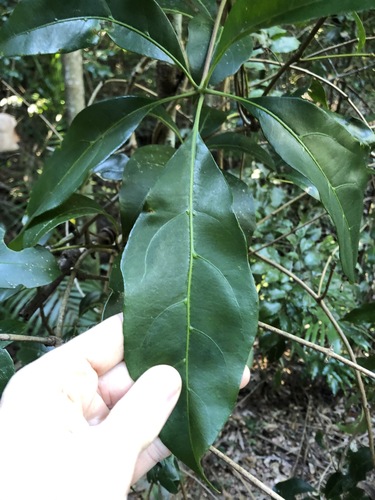Apocissus sterculiifolia (Apocissus sterculiifolia)