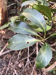 Apocissus sterculiifolia (Apocissus sterculiifolia)
