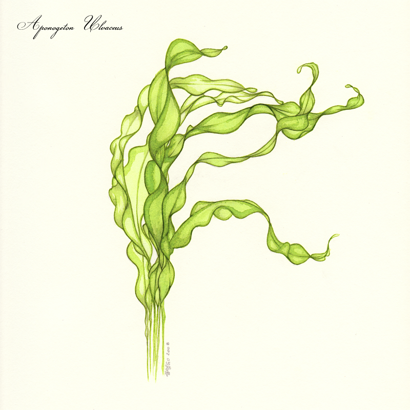 Aponogeton ulvaceum: Aponogeton ulvaceus - plante aquatique d'eau douce -
