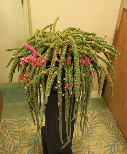Rattail cactus: A Disocactus flagelliformis en plant, commonly knows as the Rattail Cactus taken at the 2010 New England Flower show in Boston , Massachusetts .