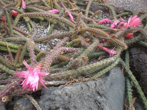 Rattail cactus: Jardín Botánico del Bosque de Chapultepec, México D.F.