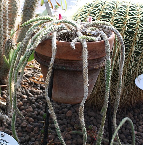 Rattail cactus: Rattail Cactus (Aporocactus flagelliformis, Disocactus flagelliformis) in Helsinki City Winter Garden