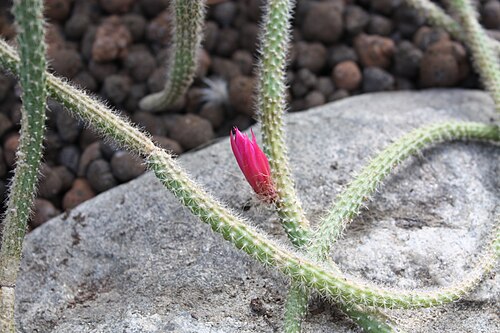 Rattail cactus: Rattail Cactus (Aporocactus flagelliformis, Disocactus flagelliformis) in Helsinki City Winter Garden