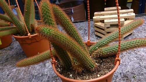 Rattail cactus: Aporocactus flagelliformis. Common name: Rat Tail Cactus