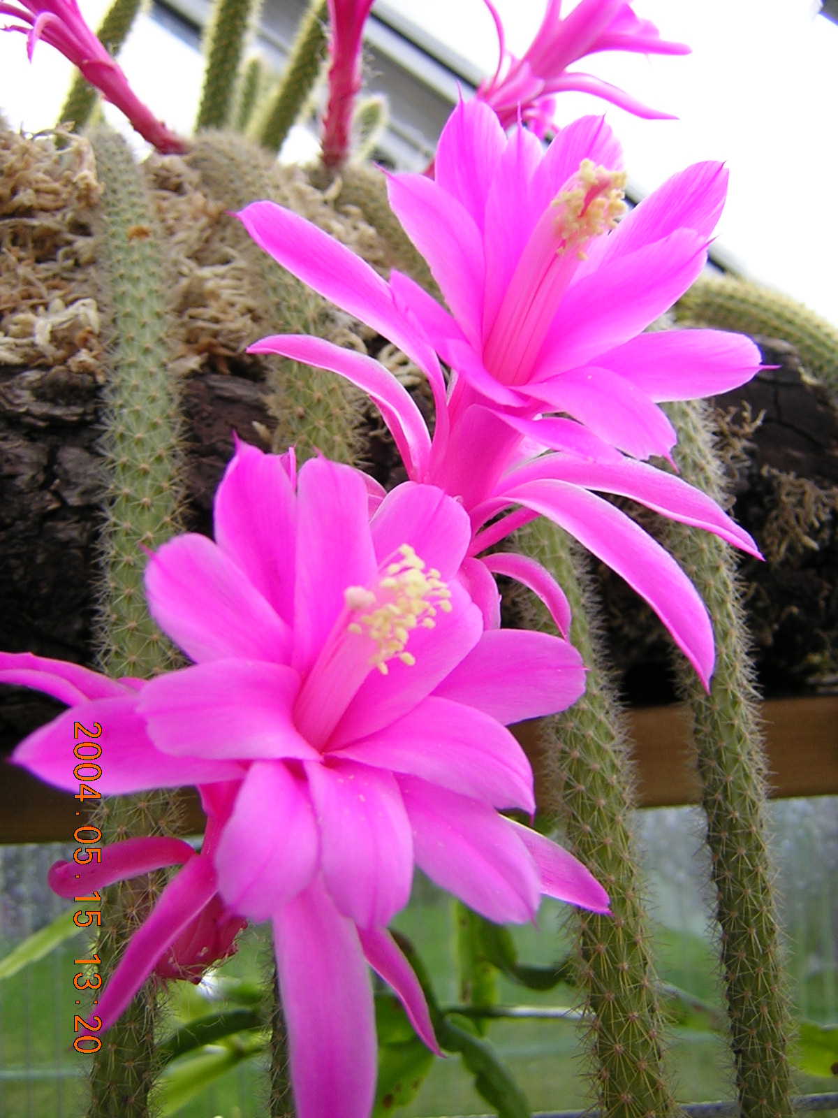 Rattail cactus