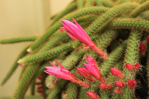 Rattail cactus: Flowers on a Disocactus flagelliformis en plant, commonly knows as the Rattail Cactus taken at the 2010 New England Flower show in Boston , Massachusetts .