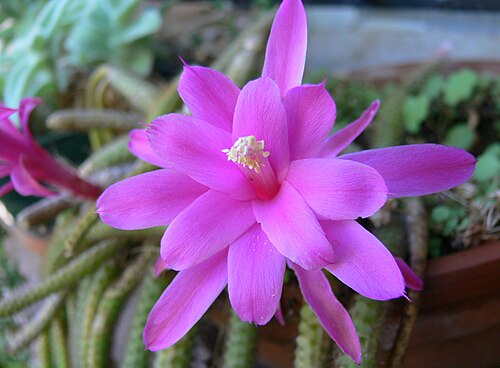 Rattail cactus: Fleur de Disocactus flagelliformis (anciennement Aporocactus flagelliformis ), dit aussi « cactus queue-de-rat ». France , 2006. Auteurs Jodelet / Lépinay