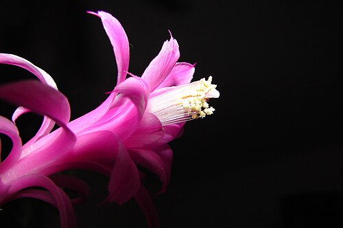 Rattail cactus: Blüte der Kaktee "Disocatus flagelliformis"