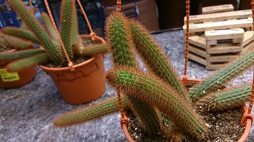 Rattail cactus: Aporocactus flagelliformis. Common name: Rat Tail Cactus