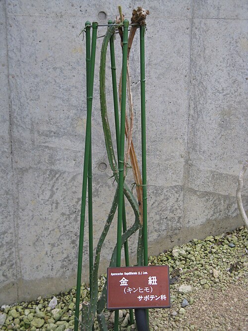 Rattail cactus: Aporocactus flagelliformis Place:Osaka Prefectural Flower Garden,Osaka,Japan