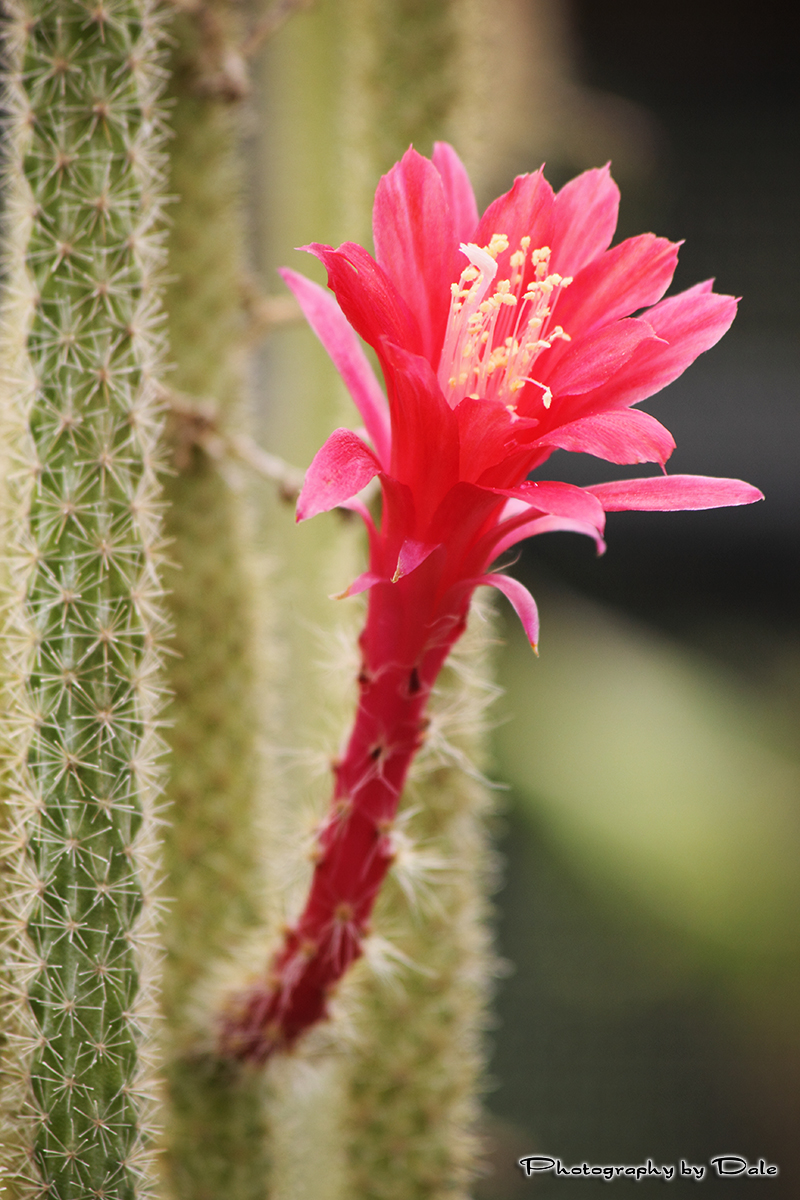 Aporocactus martianus: Disocactus martianus