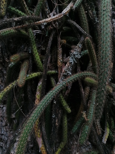 Aporocactus martianus (Aporocactus martianus)
