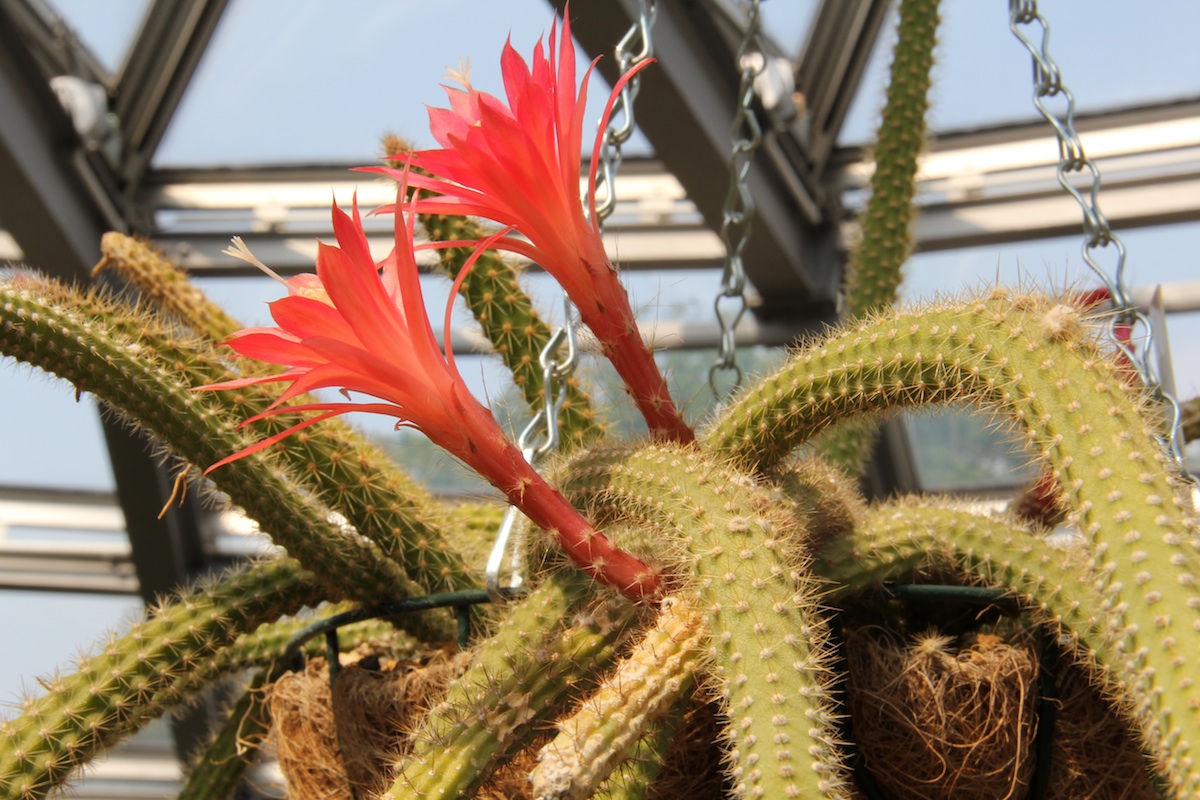 Aporocactus martianus: Disocactus martianus