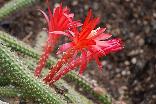 Aporocactus martianus: Disocactus martianus