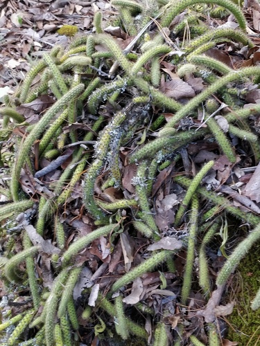 Aporocactus martianus (Aporocactus martianus)