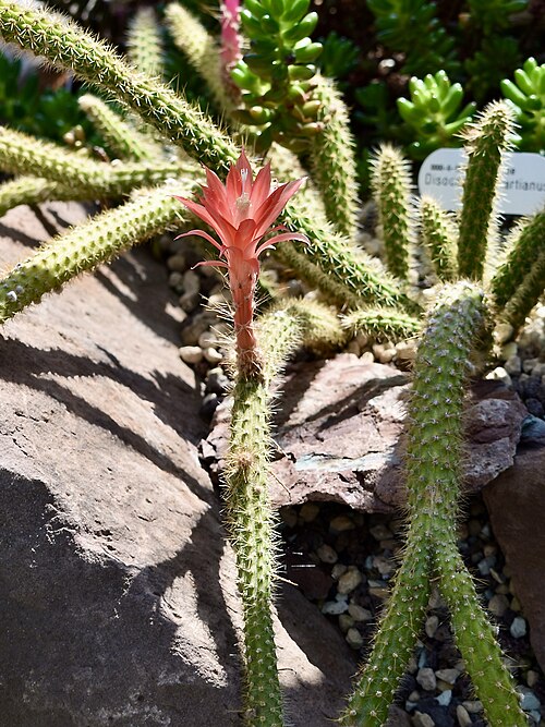 Aporocactus martianus: Disocactus martianus. Berggarten Hannover.