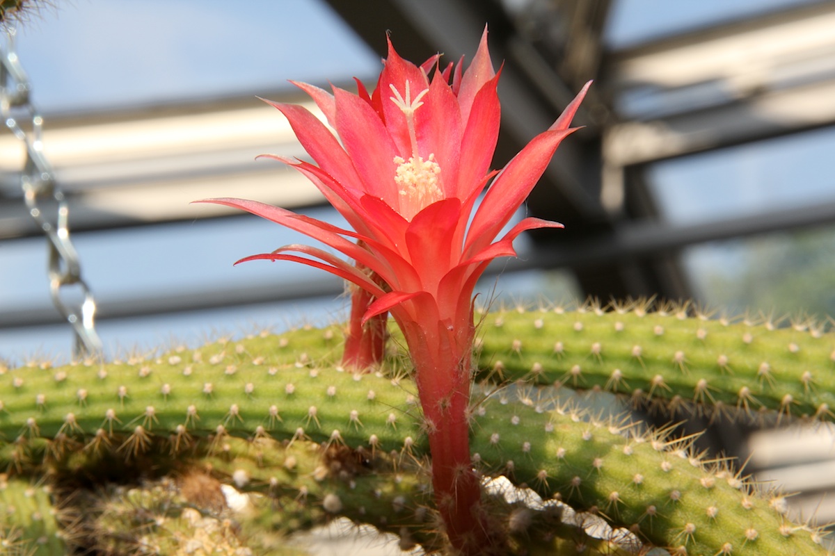 Aporocactus martianus: Disocactus martianus