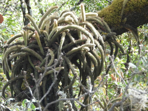 Aporocactus martianus (Aporocactus martianus)