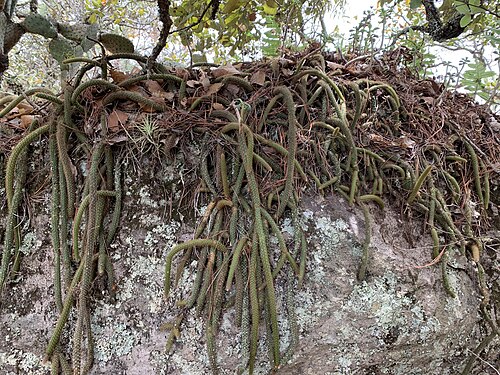 Aporocactus martianus: Aporocactus martianus in Mexico