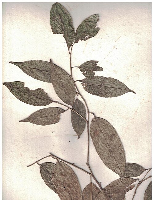 Aporosa acuminata: Herbarium scans from Old Valparai, Anamalai Hills