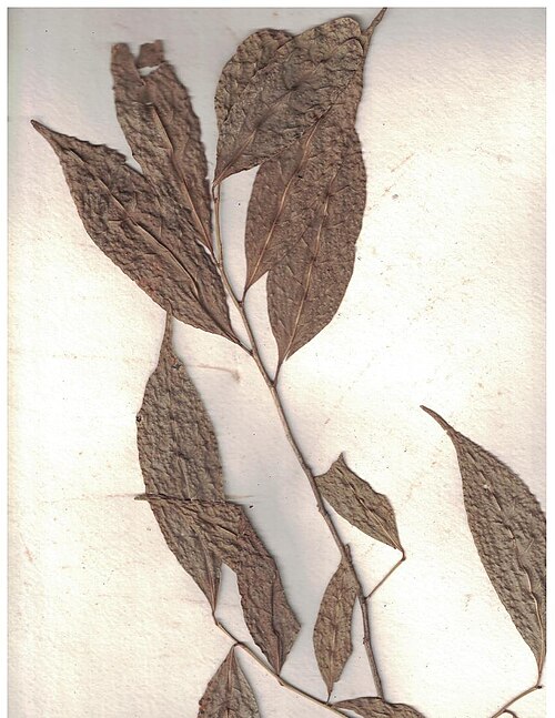 Aporosa acuminata: Herbarium scans from Old Valparai, Anamalai Hills