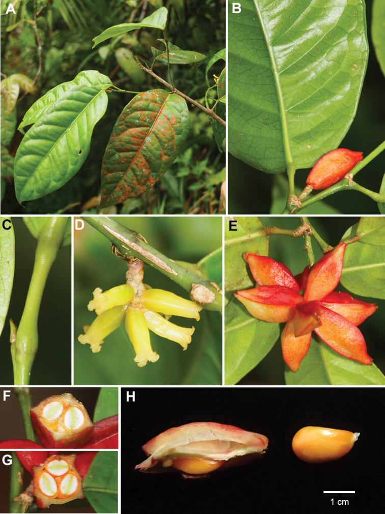 Aporosa tetragona: Aporosa tetragona sp. nov. A Leafy branch B Fruits and portion of abaxial surface of young leave C Apical bud and pulvinate petiole at both base and apex D Pist