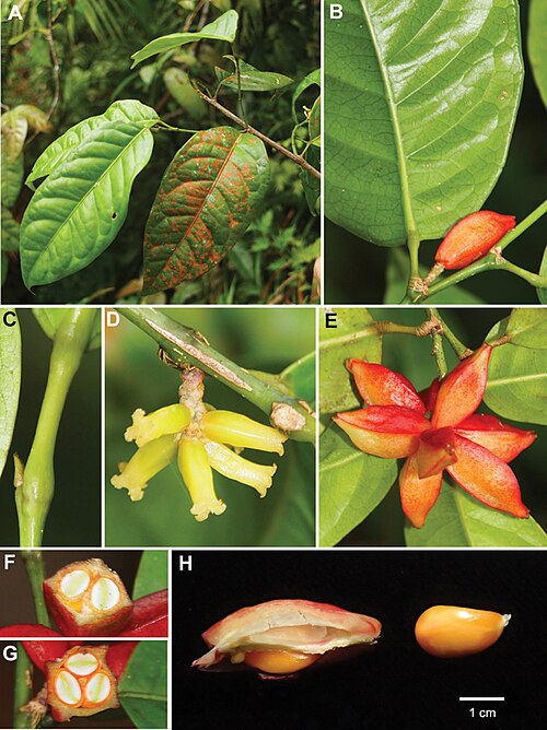 Aporosa tetragona: Aporosa tetragona sp. nov. A Leafy branch B Fruits and portion of abaxial surface of young leave C Apical bud and pulvinate petiole at both base and apex D Pist