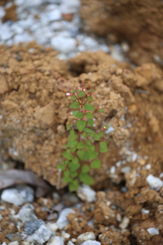Appendicularia thymifolia (Appendicularia thymifolia)