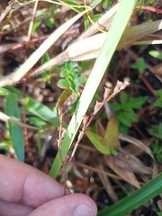 Appendicularia thymifolia (Appendicularia thymifolia)