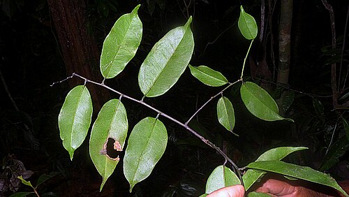 Aptandra tubicina: Aptandra tubicina (Poepp.) Benth. ex Miers