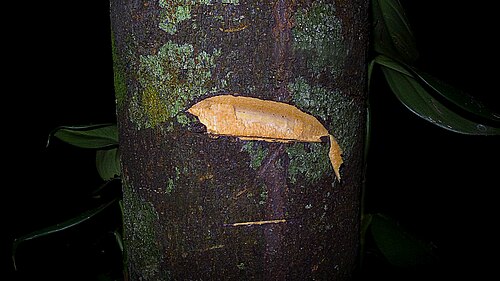 Aptandra tubicina: Aptandra tubicina (Poepp.) Benth. ex Miers