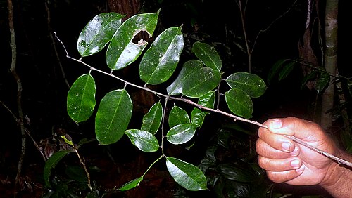 Aptandra tubicina: Aptandra tubicina (Poepp.) Benth. ex Miers