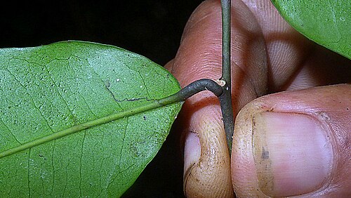 Aptandra tubicina: Aptandra tubicina (Poepp.) Benth. ex Miers