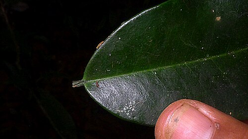 Aptandra tubicina: Aptandra tubicina (Poepp.) Benth. ex Miers