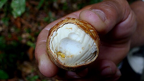 Aptandra tubicina: Aptandra tubicina (Poepp.) Benth. ex Miers