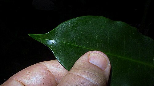 Aptandra tubicina: Aptandra tubicina (Poepp.) Benth. ex Miers
