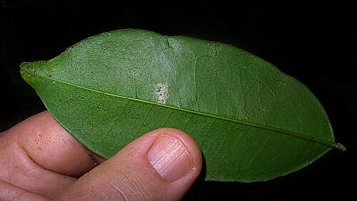 Aptandra tubicina: Aptandra tubicina (Poepp.) Benth. ex Miers