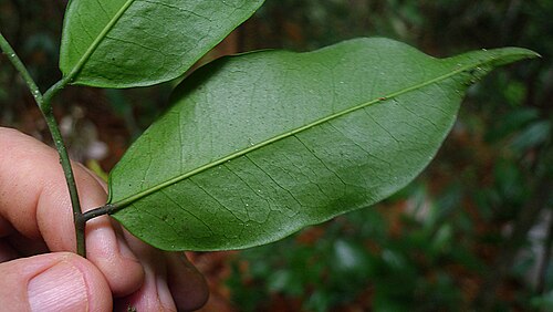 Aptandra tubicina: Aptandra tubicina (Poepp.) Benth. ex Miers