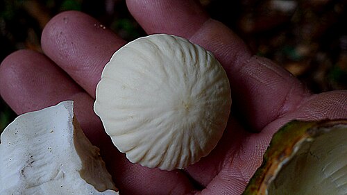 Aptandra tubicina: Aptandra tubicina (Poepp.) Benth. ex Miers