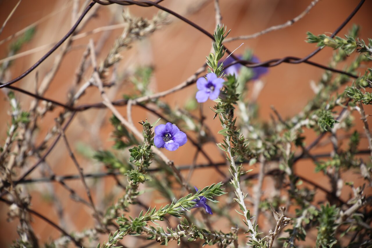 Aptosimum albomarginatum: Aptosimum albomarginatum-0776
