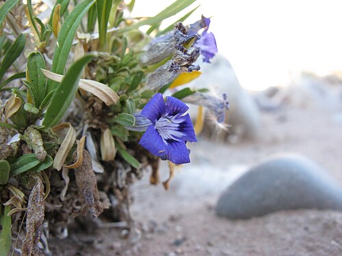 Aptosimum arenarium: Aptosimum arenarium Engl. One of the so-called Karoo Violets. Growing in sand on the river bank in the Fish River Canyon Namibia.