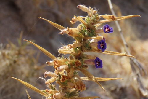 Aptosimum arenarium (Aptosimum arenarium)