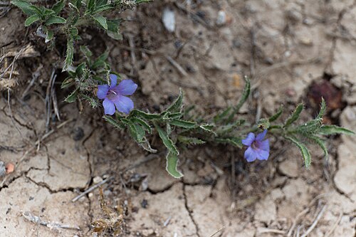 Aptosimum arenarium: Aptosimum arenarium kanske-2399