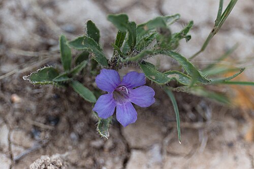 Aptosimum arenarium: Aptosimum arenarium kanske-2398