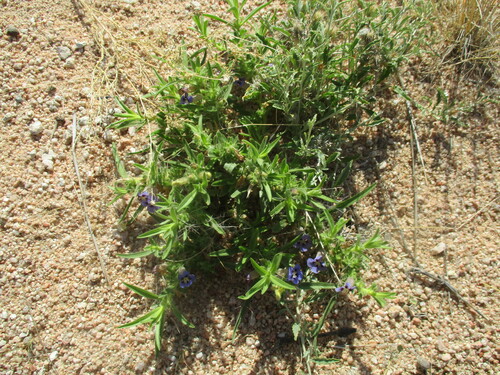 Aptosimum arenarium (Aptosimum arenarium)