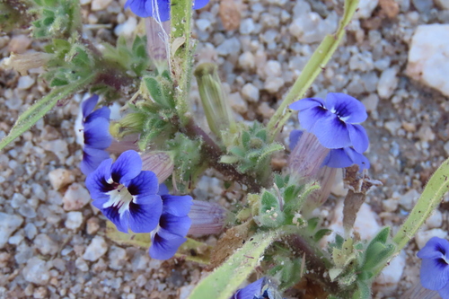 Aptosimum arenarium (Aptosimum arenarium)