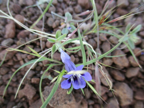 Aptosimum arenarium (Aptosimum arenarium)